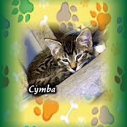 Thumbnail photo of Cymba (Gray Tab)(Female) #2