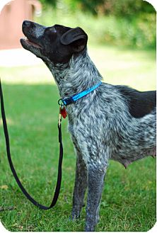 german shorthaired pointer cattle dog mix