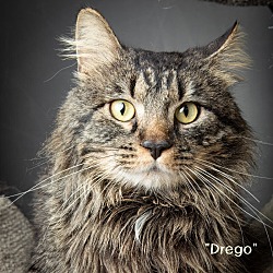 Photo of Drego