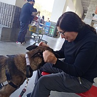 adopt a pet