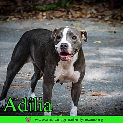 Thumbnail photo of Adilia #1