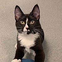 adopt a pet