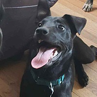 adopt a pet