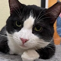 adopt-pet
