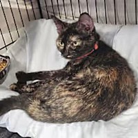 adopt-pet