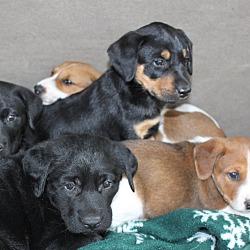 Thumbnail photo of Puppies! #1
