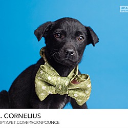 Thumbnail photo of Dr Cornelius #1