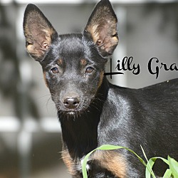 Thumbnail photo of Lilly Grace ~ meet me! #1