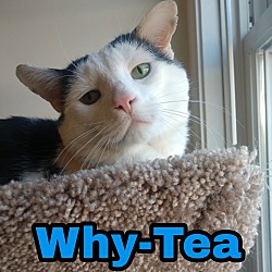Thumbnail photo of Why-Tea #1