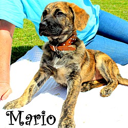 Thumbnail photo of Mario~adopted! #2