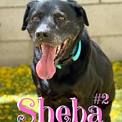 Thumbnail photo of Sheba #2 #1