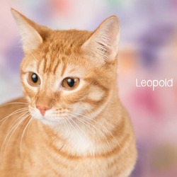 Photo of Leopold