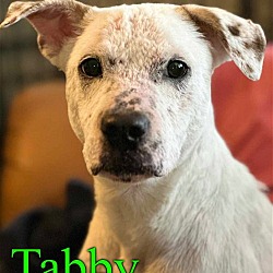 Thumbnail photo of Tabby #2