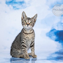 Photo of Tiger - Adopted