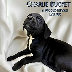 Photo of Charlie Bucket