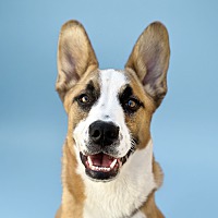 adopt a pet