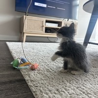 adopt a pet