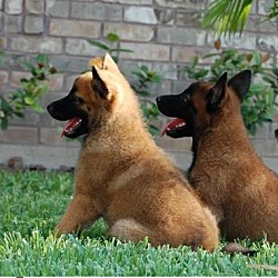 Photo of Belgian Malinois pups