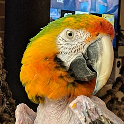 Thumbnail photo of Sunshine Catalina Macaw #1
