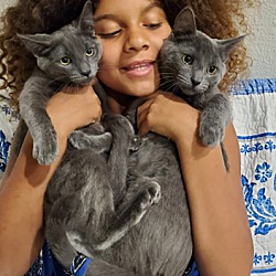 Thumbnail photo of Russian Blue Mix Kittens #1