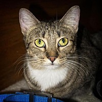 Fort Collins Co Domestic Shorthair Meet Tahiti A Pet For Adoption
