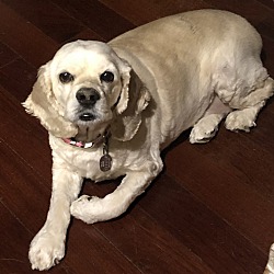 Thumbnail photo of Sophie 6yr Adopted #3