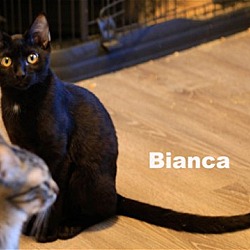 Thumbnail photo of Bianca (HM) #2