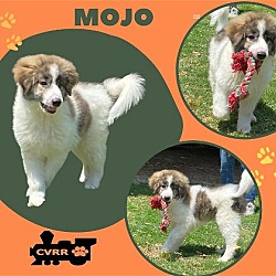 Photo of Mojo (Puppy)