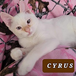 Photo of Cyrus