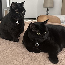Photo of Salem and Porsche- Bonded Cats