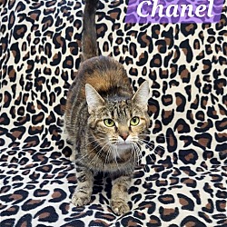 Thumbnail photo of Chanel #1