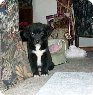 Liberty Center Oh Australian Shepherd Meet Blaine A Pet For Adoption