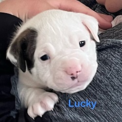 Thumbnail photo of Lucky (Lulu's Litter) #1
