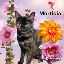 Photo of *MORTICIA