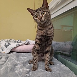 Thumbnail photo of Tullia AT Petsmart Newington #3