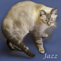 Thumbnail photo of Jazz (C24-130) #2