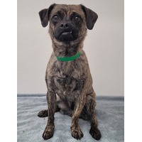 adopt-pet