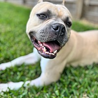 adopt a pet