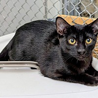 adopt-pet