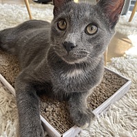 adopt a pet