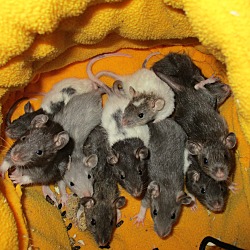 Thumbnail photo of WILLOW GROVE LITTER PLUS MOM! #2