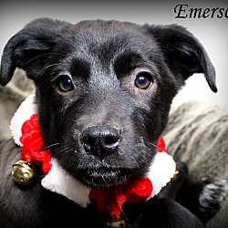 Thumbnail photo of Emerson~adopted! #2