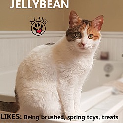 Thumbnail photo of Jellybean #4