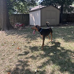 Photo of Cobbler