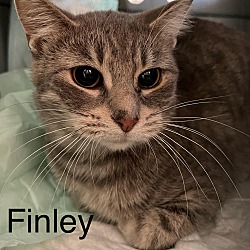 Thumbnail photo of Finley #1