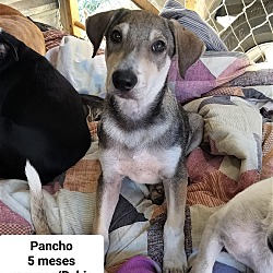 Thumbnail photo of Pancho #3