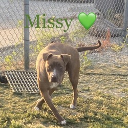 Thumbnail photo of Missy #1