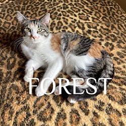 Thumbnail photo of Forest and Sage #3