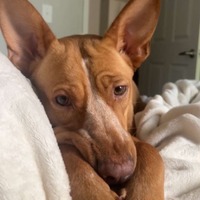 adopt-pet