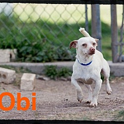 Thumbnail photo of Obi #2